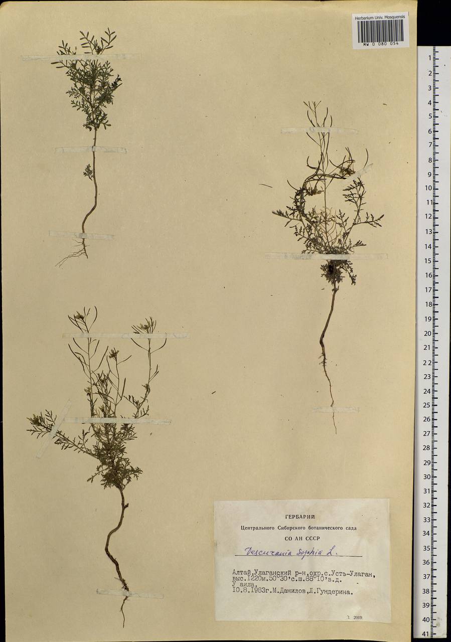 Descurainia sophia (L.) Webb ex Prantl, Siberia, Altai & Sayany Mountains (S2) (Russia)