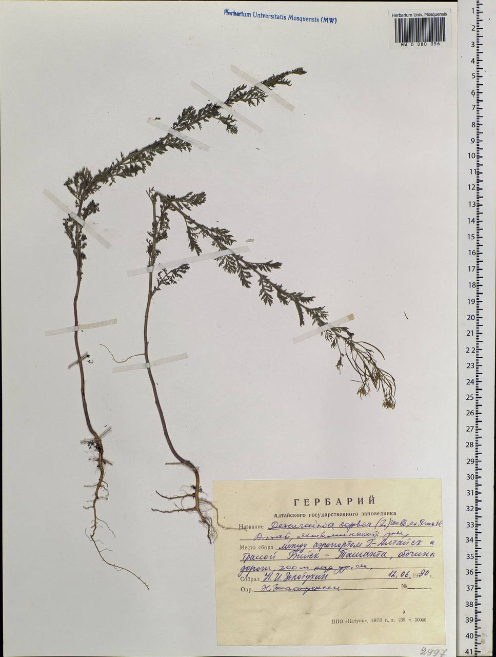 Descurainia sophia (L.) Webb ex Prantl, Siberia, Altai & Sayany Mountains (S2) (Russia)