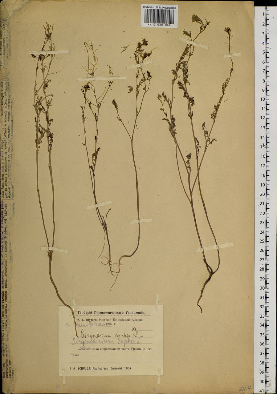 Descurainia sophia (L.) Webb ex Prantl, Siberia, Altai & Sayany Mountains (S2) (Russia)