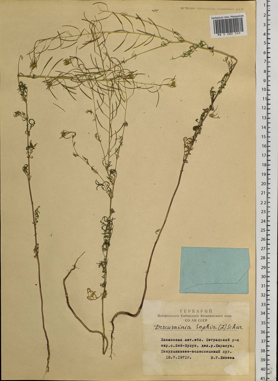 Descurainia sophia (L.) Webb ex Prantl, Siberia, Altai & Sayany Mountains (S2) (Russia)