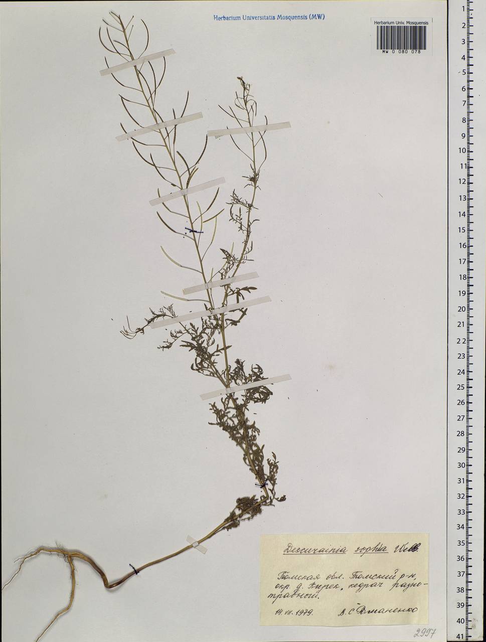 Descurainia sophia (L.) Webb ex Prantl, Siberia, Western Siberia (S1) (Russia)