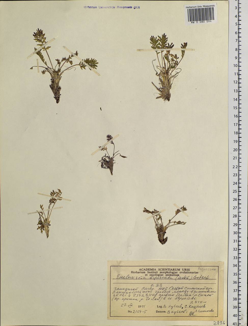 Smelowskia bifurcata (Turcz.) Botsch., Siberia, Altai & Sayany Mountains (S2) (Russia)