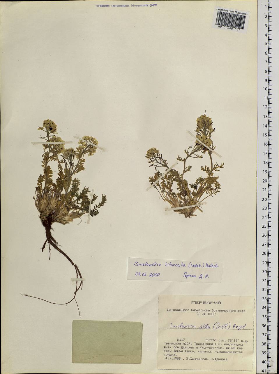 Smelowskia bifurcata (Turcz.) Botsch., Siberia, Altai & Sayany Mountains (S2) (Russia)