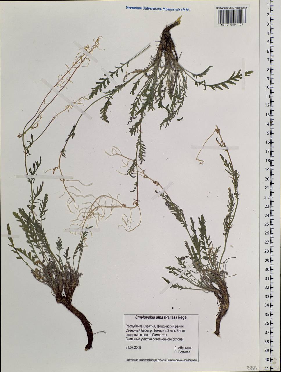 Smelowskia alba (Pall.) Regel, Siberia, Baikal & Transbaikal region (S4) (Russia)