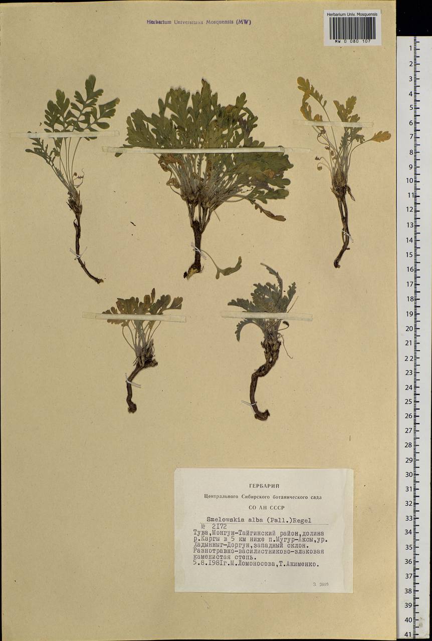 Smelowskia alba (Pall.) Regel, Siberia, Altai & Sayany Mountains (S2) (Russia)