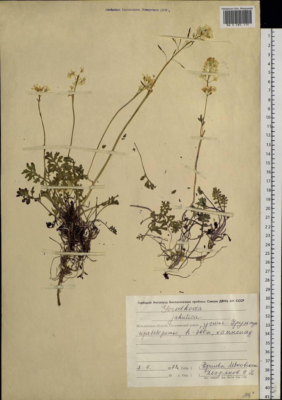 Smelowskia jacutica (Botsch. & Karav.) Al-Shehbaz & Warwick, Siberia, Chukotka & Kamchatka (S7) (Russia)