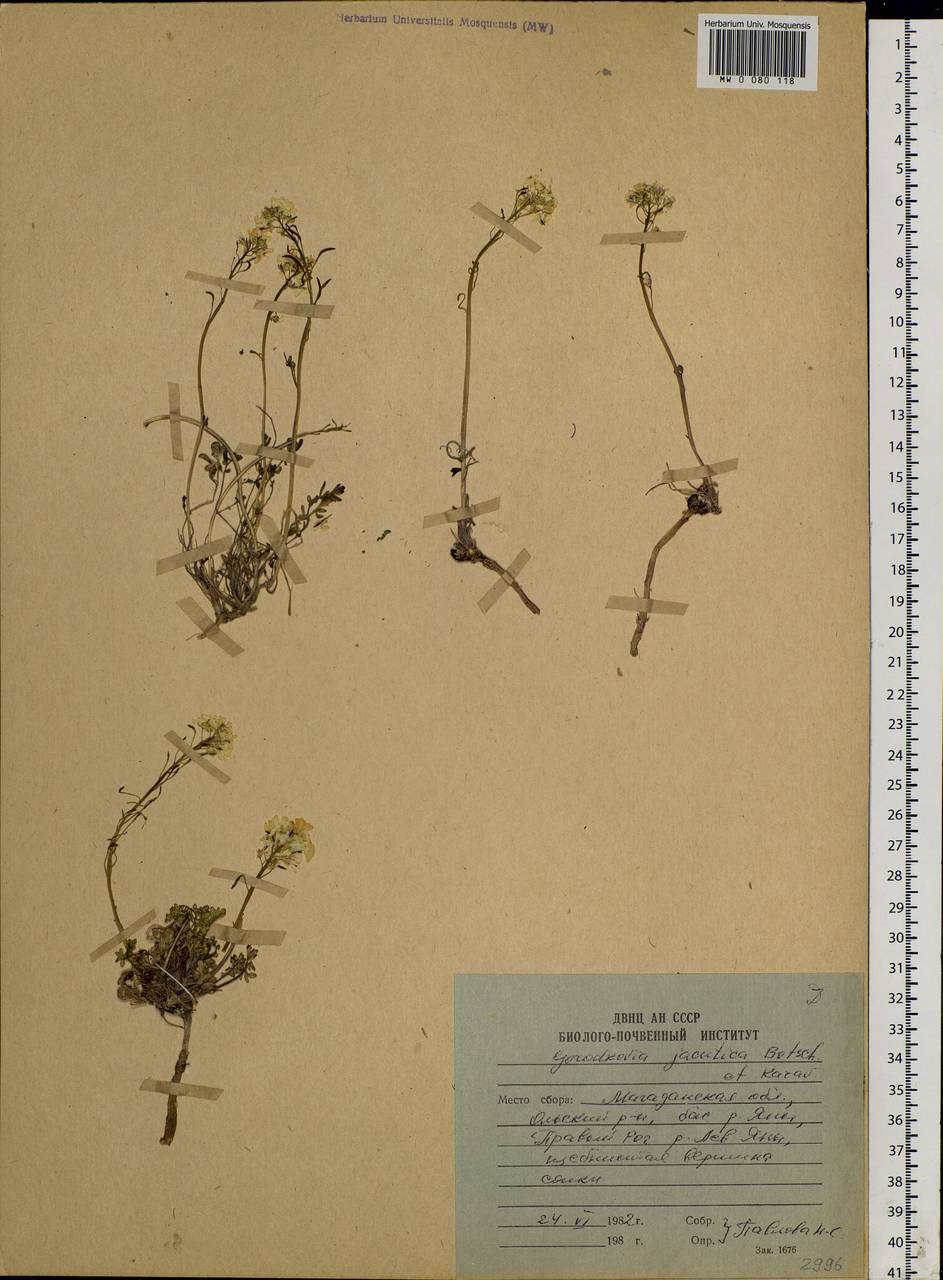 Smelowskia jacutica (Botsch. & Karav.) Al-Shehbaz & Warwick, Siberia, Chukotka & Kamchatka (S7) (Russia)