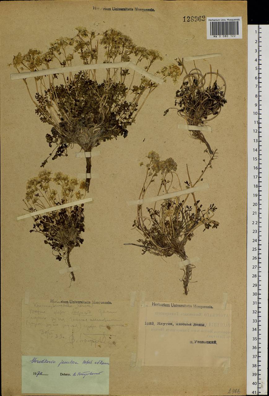 Smelowskia jacutica (Botsch. & Karav.) Al-Shehbaz & Warwick, Siberia, Yakutia (S5) (Russia)