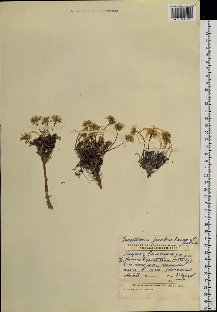 Smelowskia jacutica (Botsch. & Karav.) Al-Shehbaz & Warwick, Siberia, Yakutia (S5) (Russia)