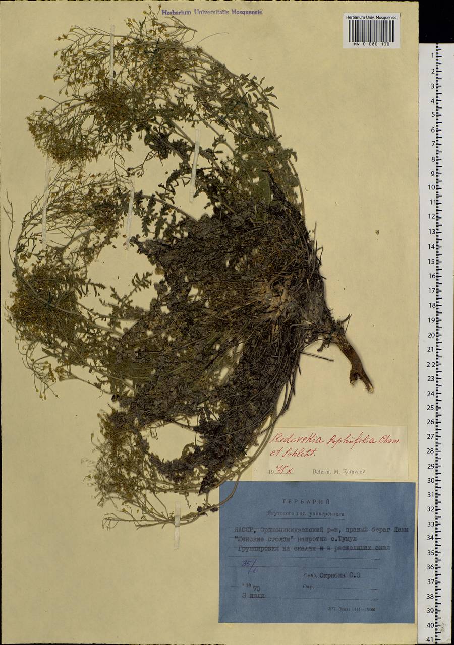 Smelowskia sophiifolia (Cham. & Schltdl.) Al-Shehbaz & Warwick, Siberia, Yakutia (S5) (Russia)