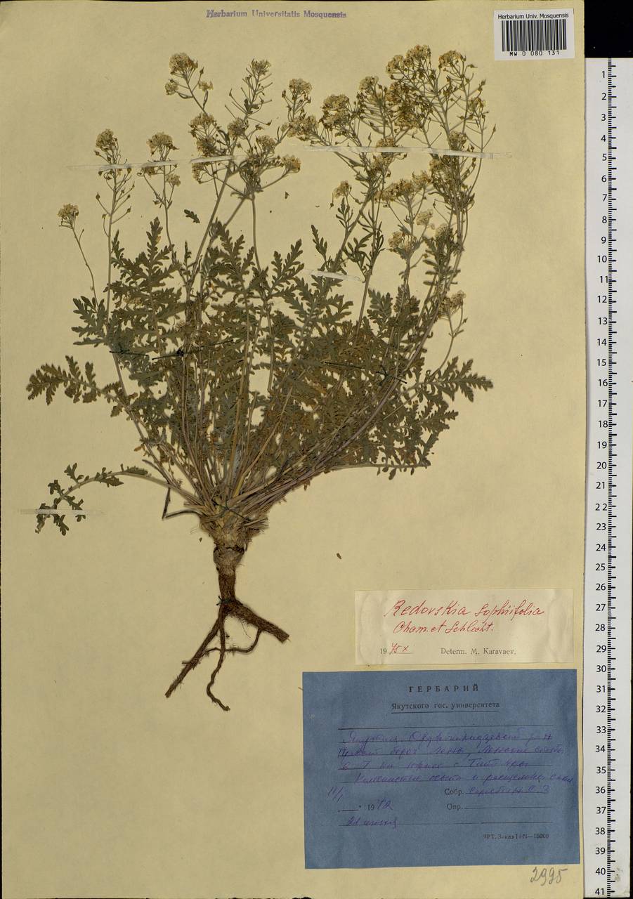 Smelowskia sophiifolia (Cham. & Schltdl.) Al-Shehbaz & Warwick, Siberia, Yakutia (S5) (Russia)