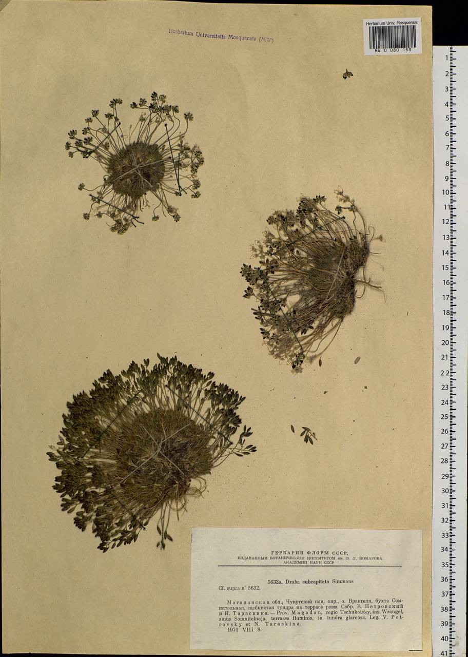 Draba subcapitata Simmons, Siberia, Chukotka & Kamchatka (S7) (Russia)