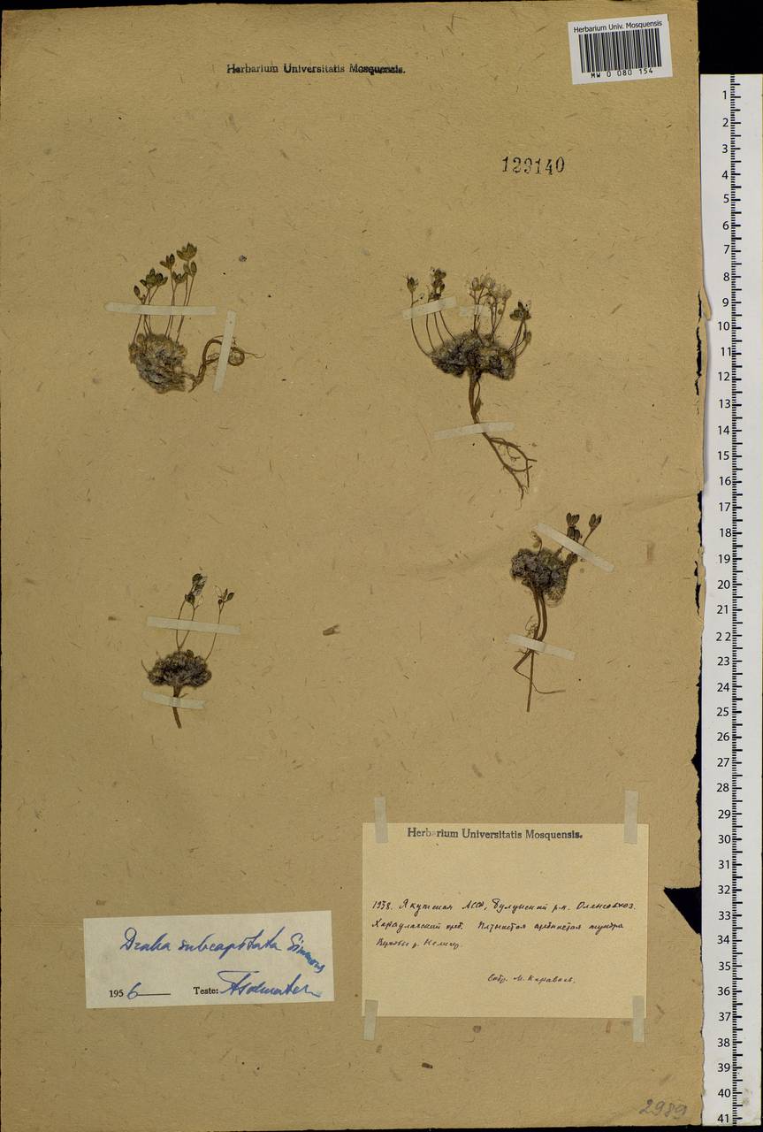 Draba subcapitata Simmons, Siberia, Yakutia (S5) (Russia)