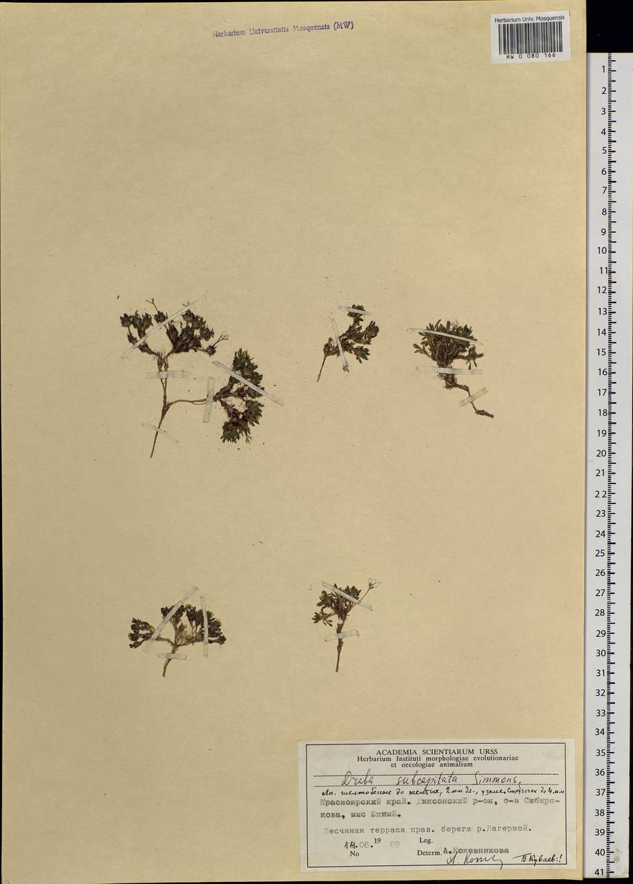 Draba subcapitata Simmons, Siberia, Central Siberia (S3) (Russia)