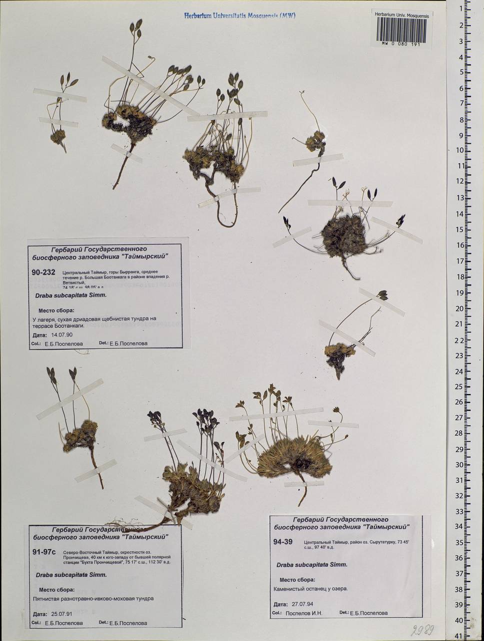 Draba subcapitata Simmons, Siberia, Central Siberia (S3) (Russia)