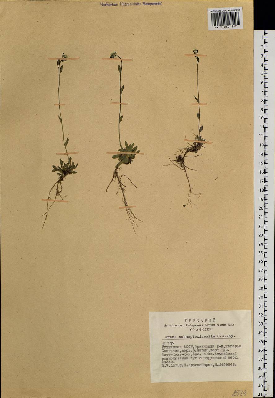 Draba subamplexicaulis C. A. Mey., Siberia, Altai & Sayany Mountains (S2) (Russia)