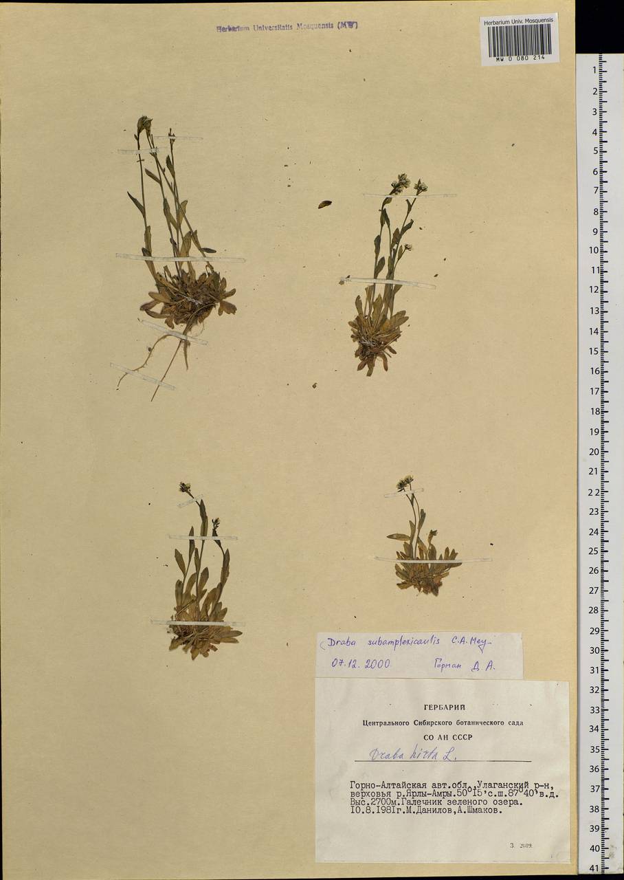 Draba subamplexicaulis C. A. Mey., Siberia, Altai & Sayany Mountains (S2) (Russia)