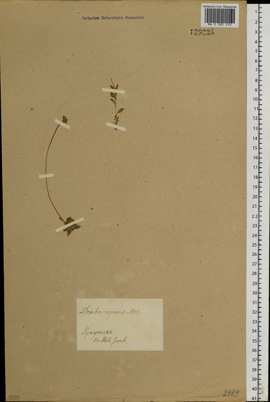 Draba sibirica (Pall.) Thell., Siberia, Baikal & Transbaikal region (S4) (Russia)