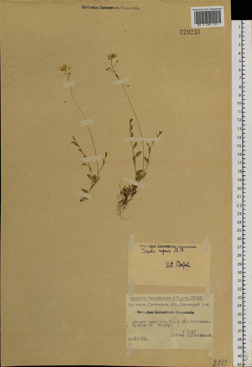 Draba sibirica (Pall.) Thell., Siberia, Baikal & Transbaikal region (S4) (Russia)