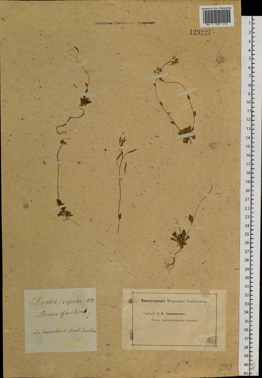 Draba sibirica (Pall.) Thell., Siberia, Baikal & Transbaikal region (S4) (Russia)