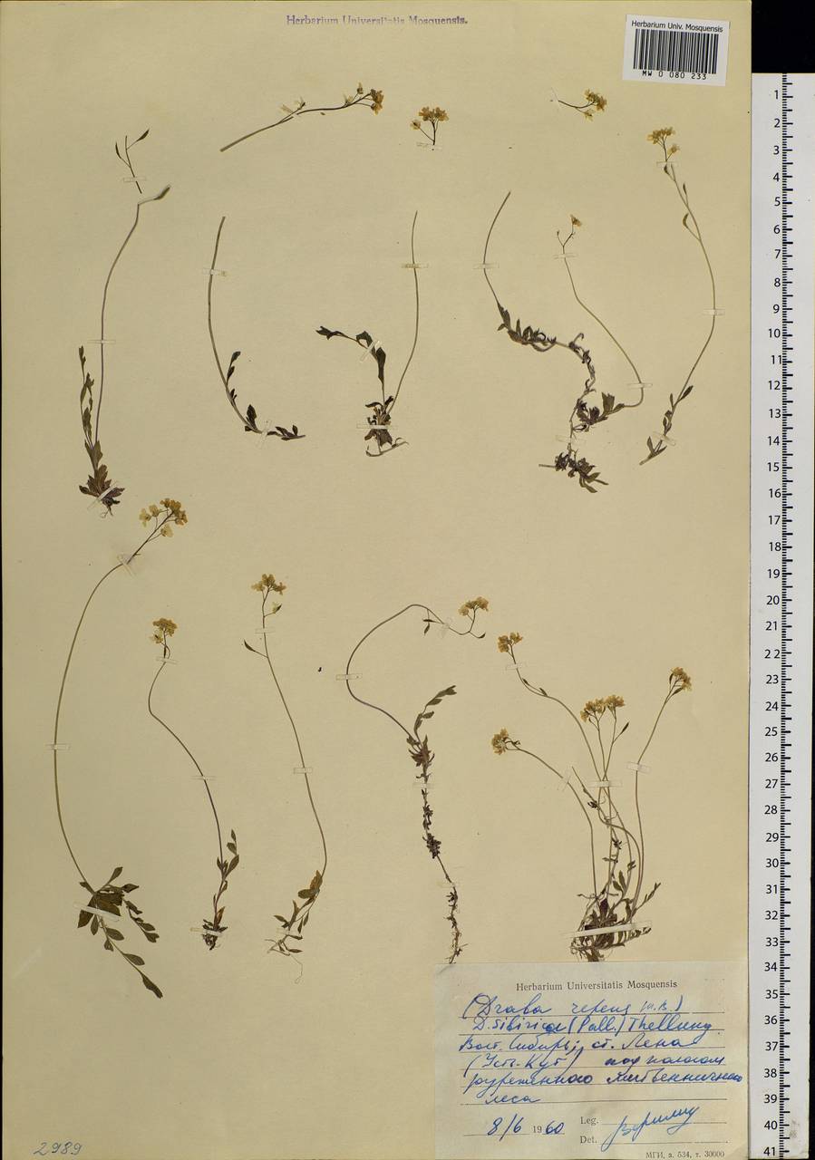 Draba sibirica (Pall.) Thell., Siberia, Baikal & Transbaikal region (S4) (Russia)