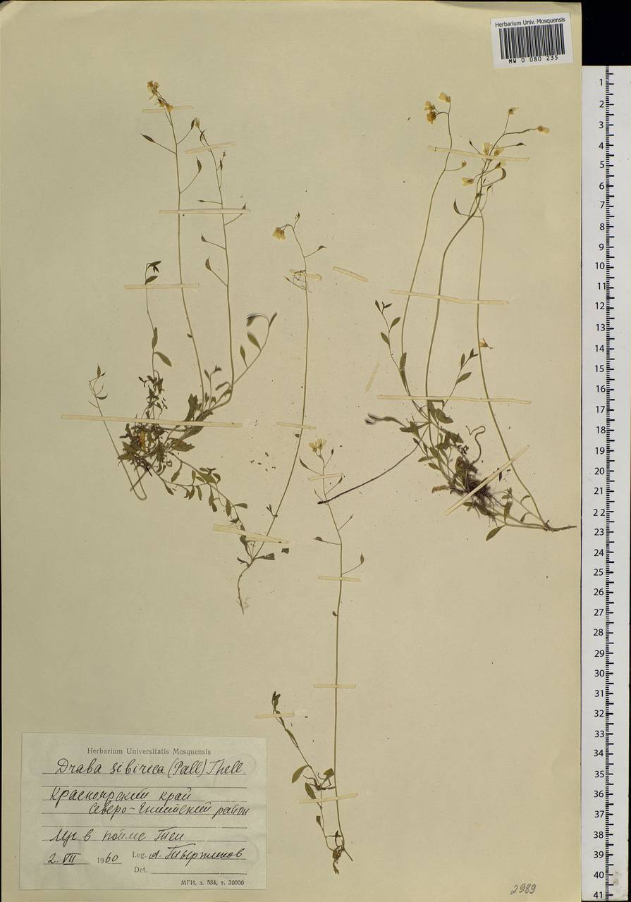 Draba sibirica (Pall.) Thell., Siberia, Central Siberia (S3) (Russia)