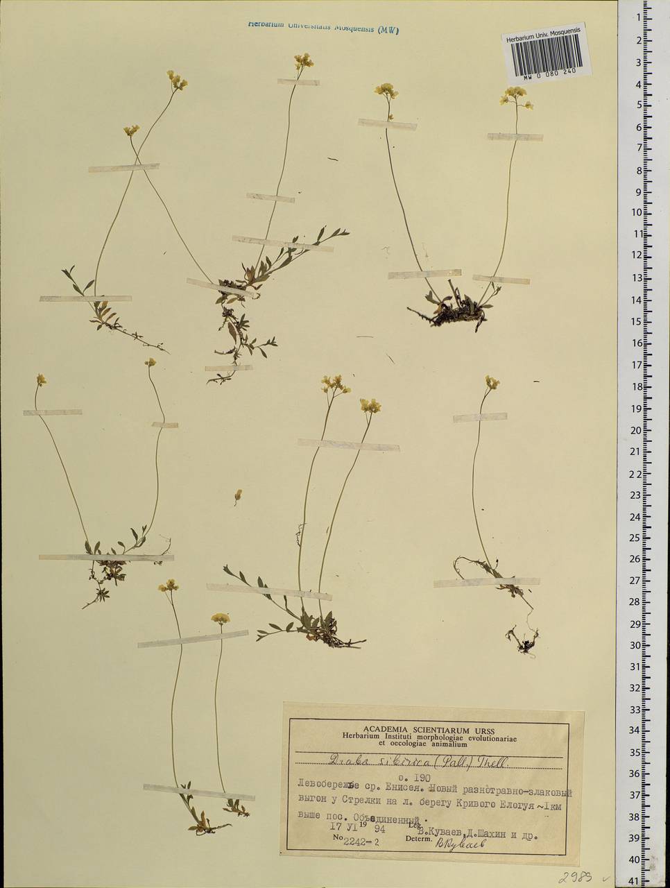 Draba sibirica (Pall.) Thell., Siberia, Central Siberia (S3) (Russia)