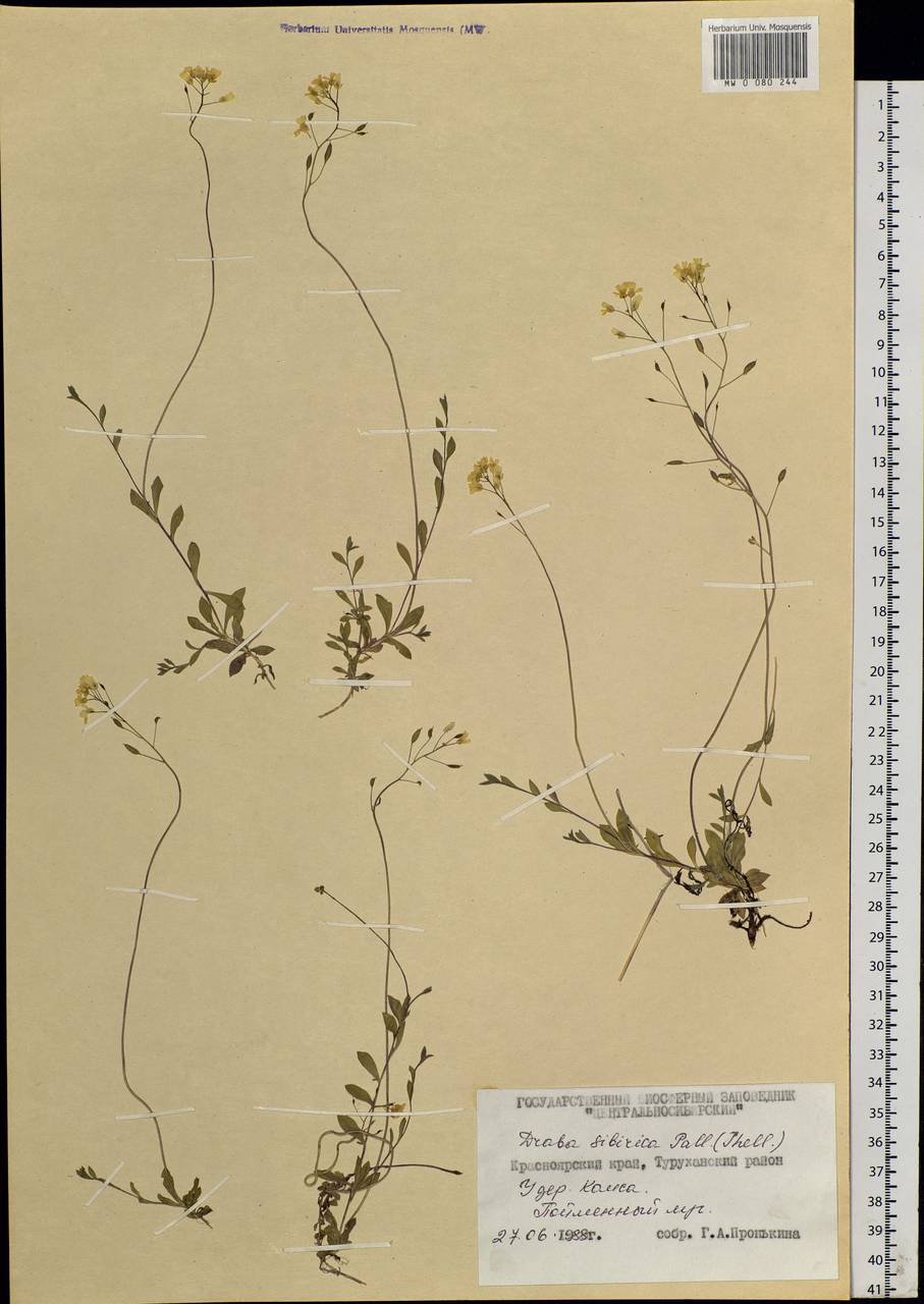 Draba sibirica (Pall.) Thell., Siberia, Central Siberia (S3) (Russia)