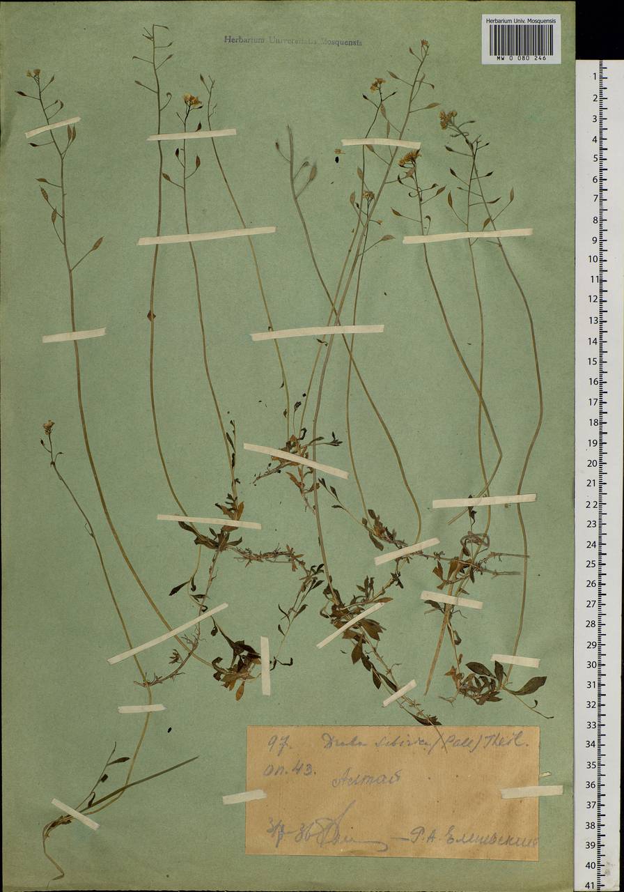 Draba sibirica (Pall.) Thell., Siberia, Western (Kazakhstan) Altai Mountains (S2a) (Kazakhstan)