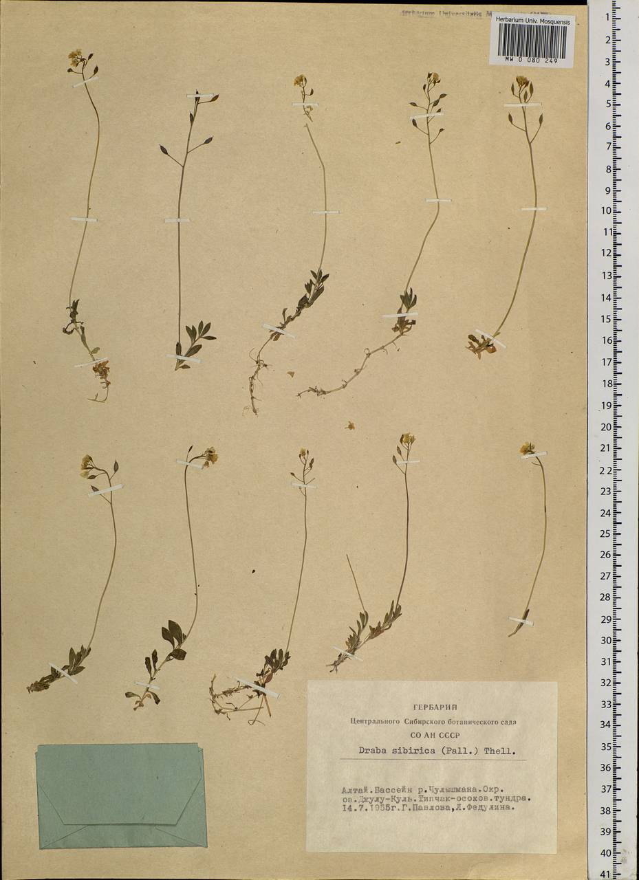 Draba sibirica (Pall.) Thell., Siberia, Altai & Sayany Mountains (S2) (Russia)