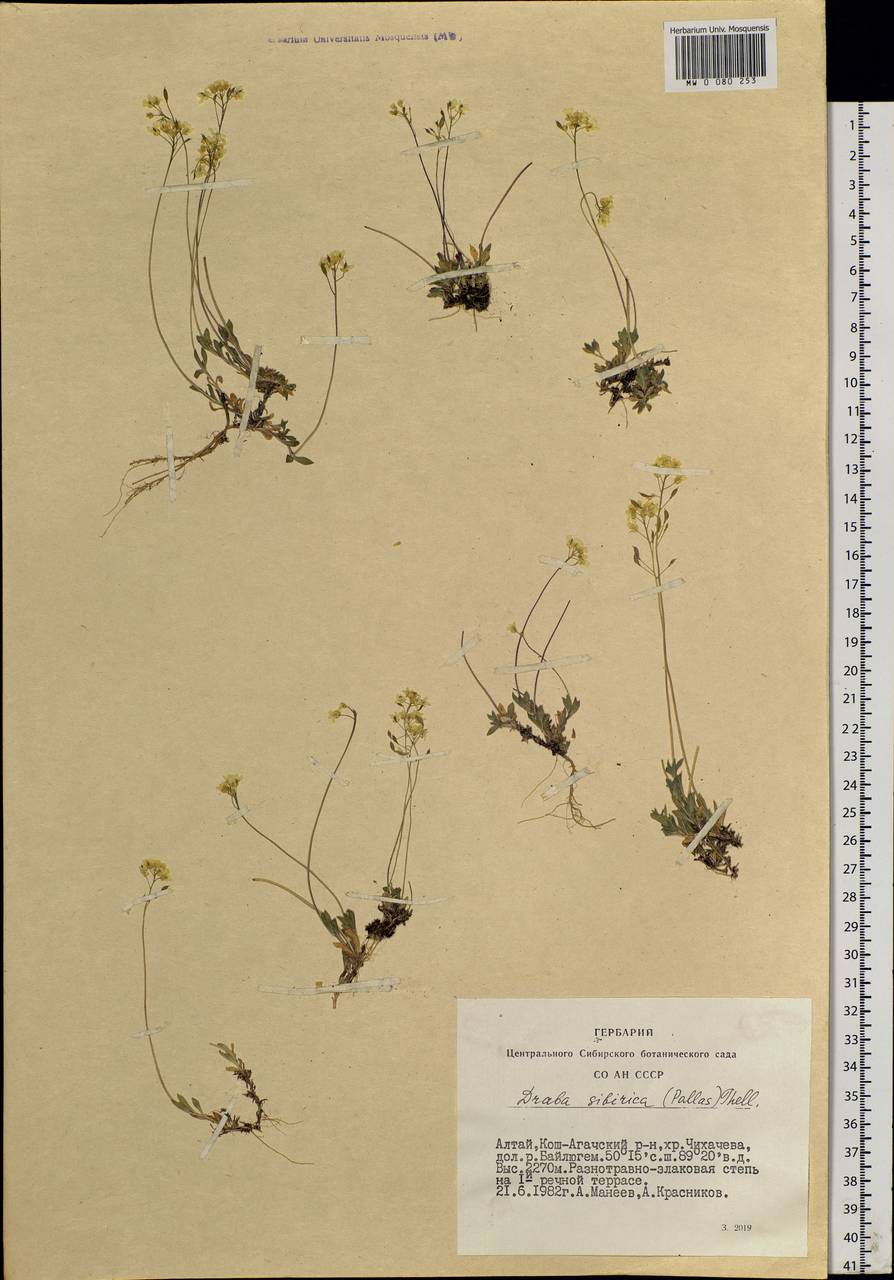Draba sibirica (Pall.) Thell., Siberia, Altai & Sayany Mountains (S2) (Russia)