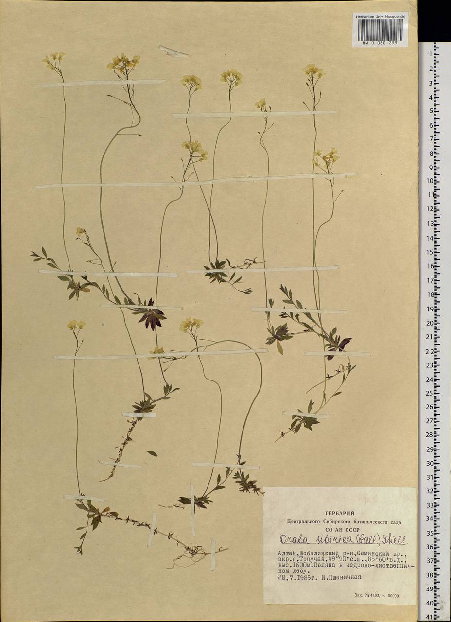 Draba sibirica (Pall.) Thell., Siberia, Altai & Sayany Mountains (S2) (Russia)