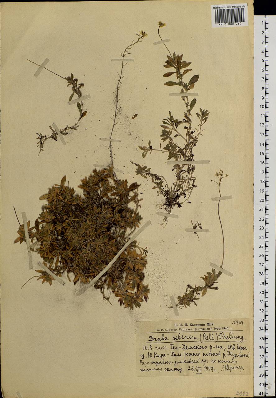 Draba sibirica (Pall.) Thell., Siberia, Altai & Sayany Mountains (S2) (Russia)