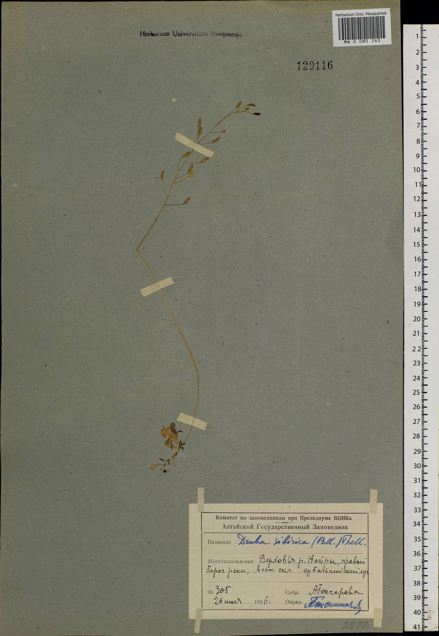 Draba sibirica (Pall.) Thell., Siberia, Altai & Sayany Mountains (S2) (Russia)