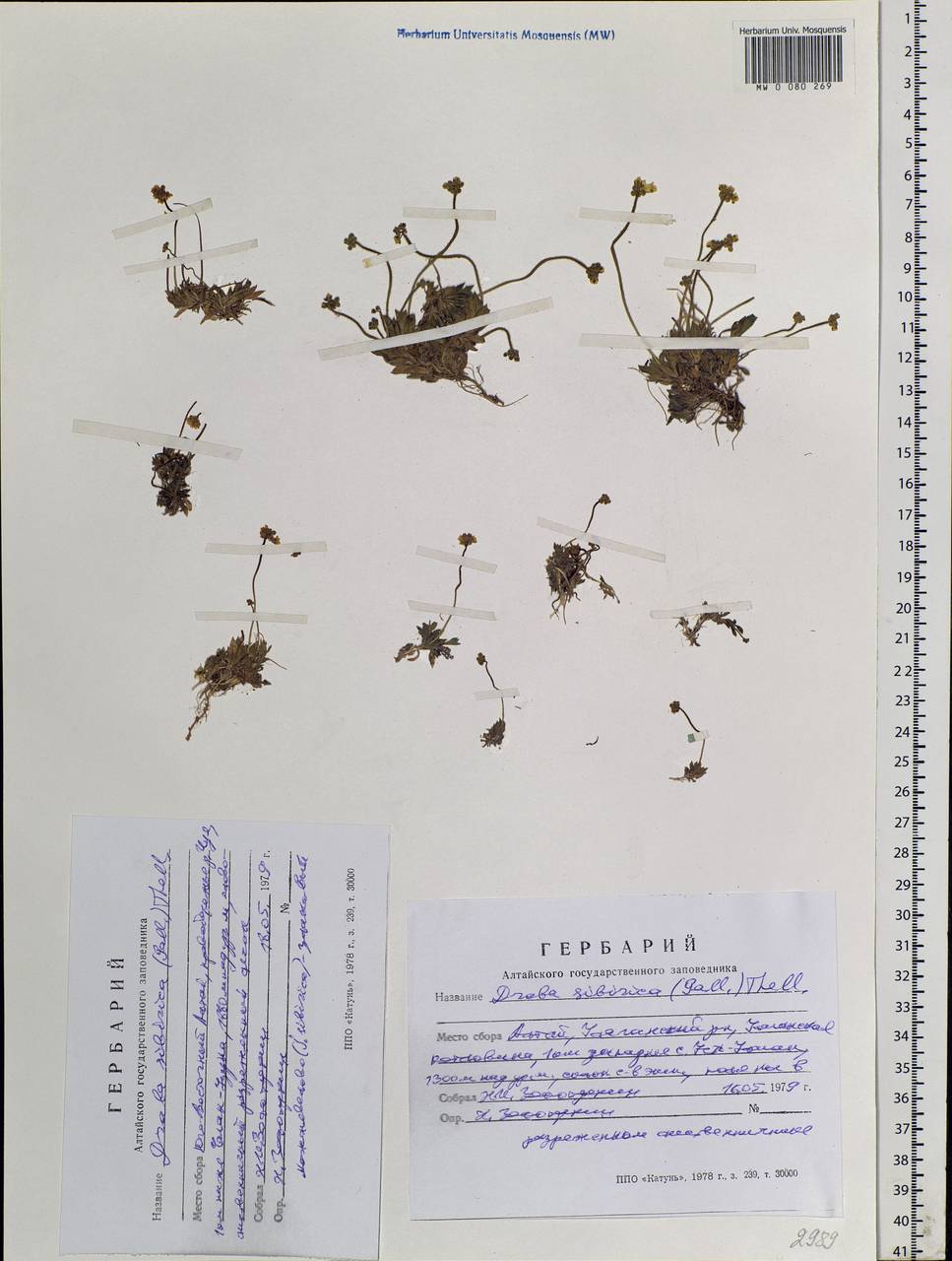 Draba sibirica (Pall.) Thell., Siberia, Altai & Sayany Mountains (S2) (Russia)