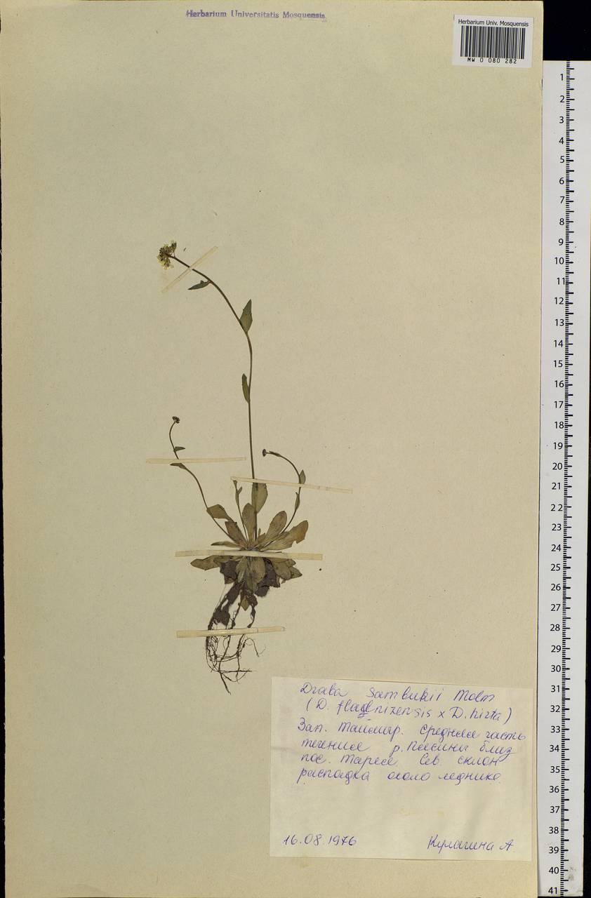 Draba sambukii Tolm., Siberia, Central Siberia (S3) (Russia)