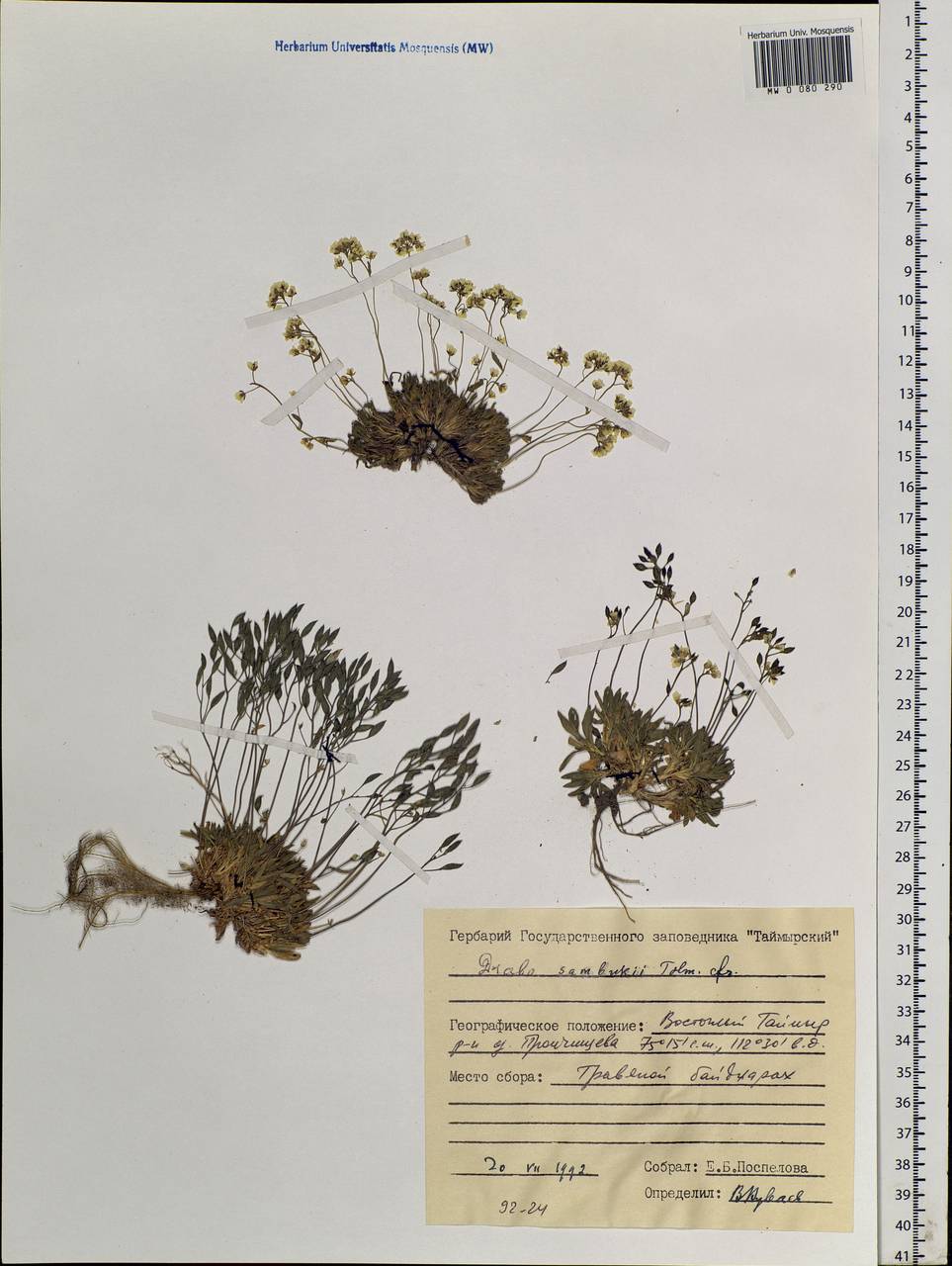 Draba sambukii Tolm., Siberia, Central Siberia (S3) (Russia)