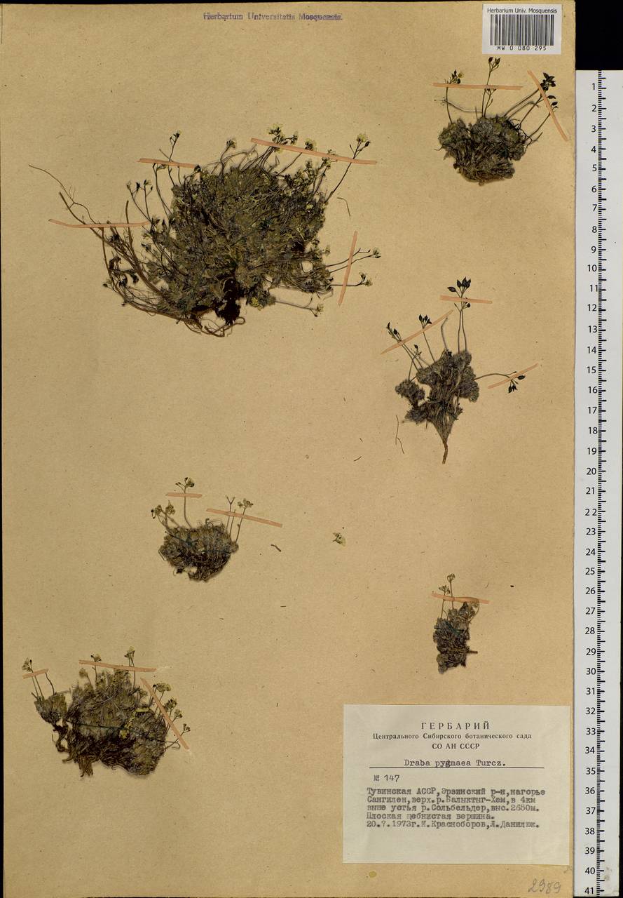 Draba pygmaea Turcz. ex N. Busch, Siberia, Altai & Sayany Mountains (S2) (Russia)