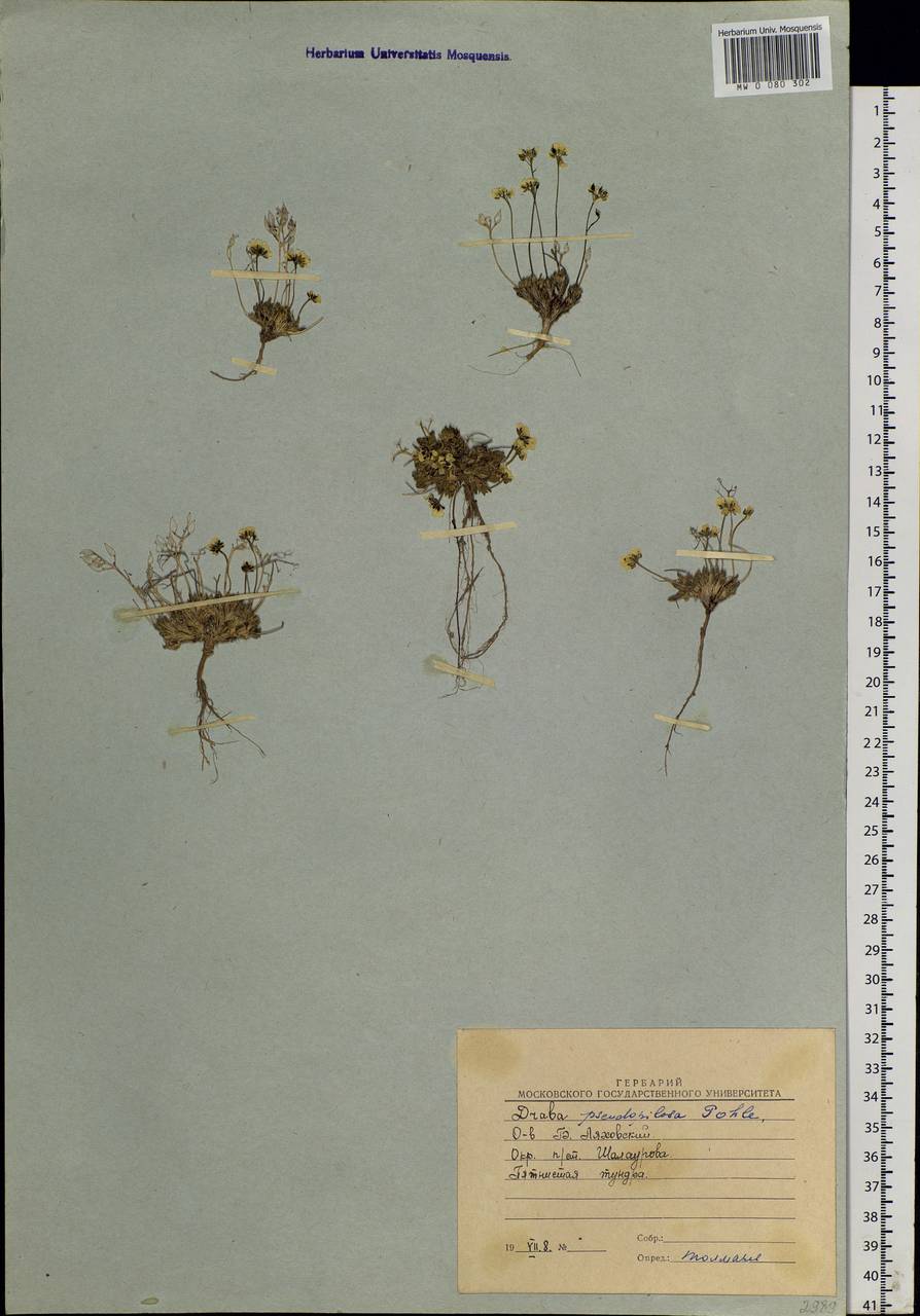 Draba lactea Adams, Siberia, Yakutia (S5) (Russia)