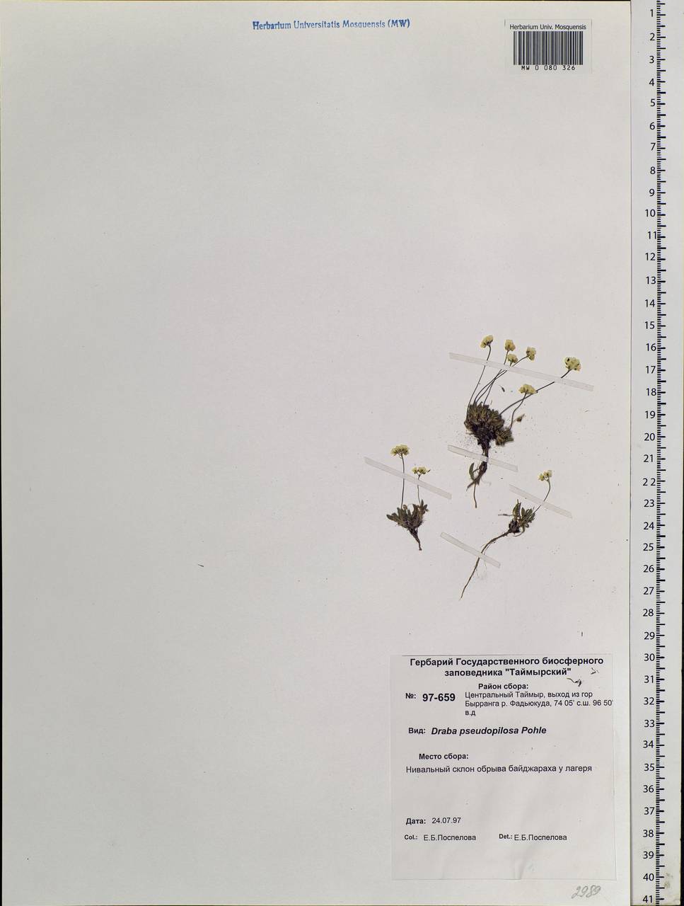 Draba lactea Adams, Siberia, Central Siberia (S3) (Russia)