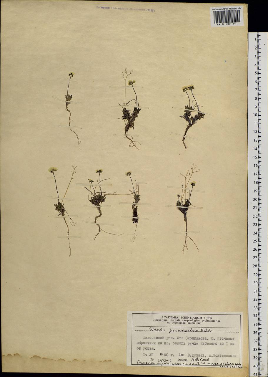 Draba lactea Adams, Siberia, Central Siberia (S3) (Russia)