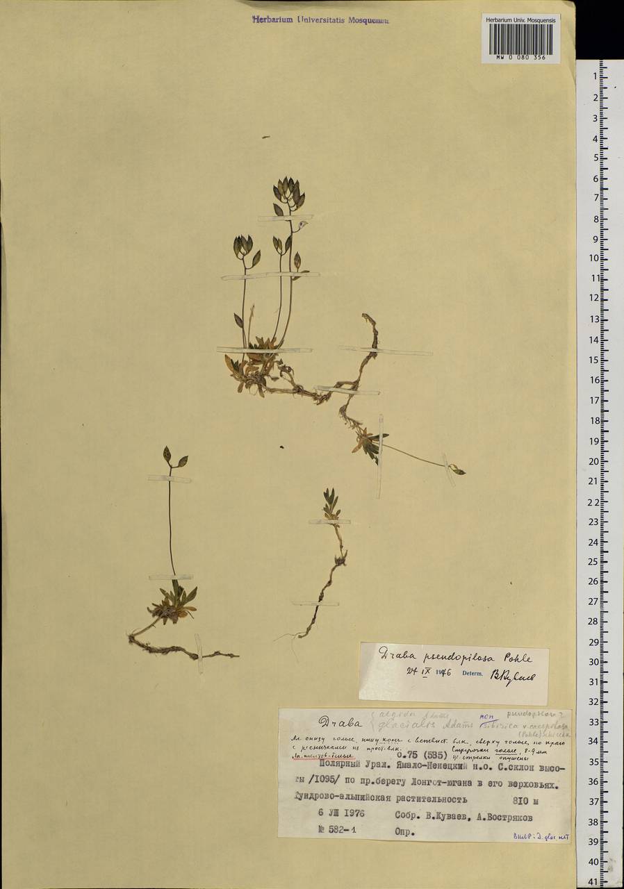 Draba lactea Adams, Siberia, Western Siberia (S1) (Russia)