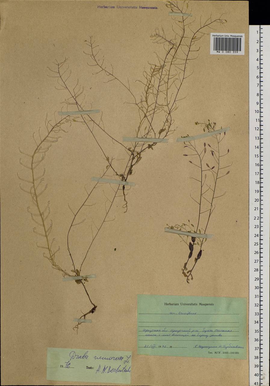 Draba nemorosa L., Siberia, Baikal & Transbaikal region (S4) (Russia)