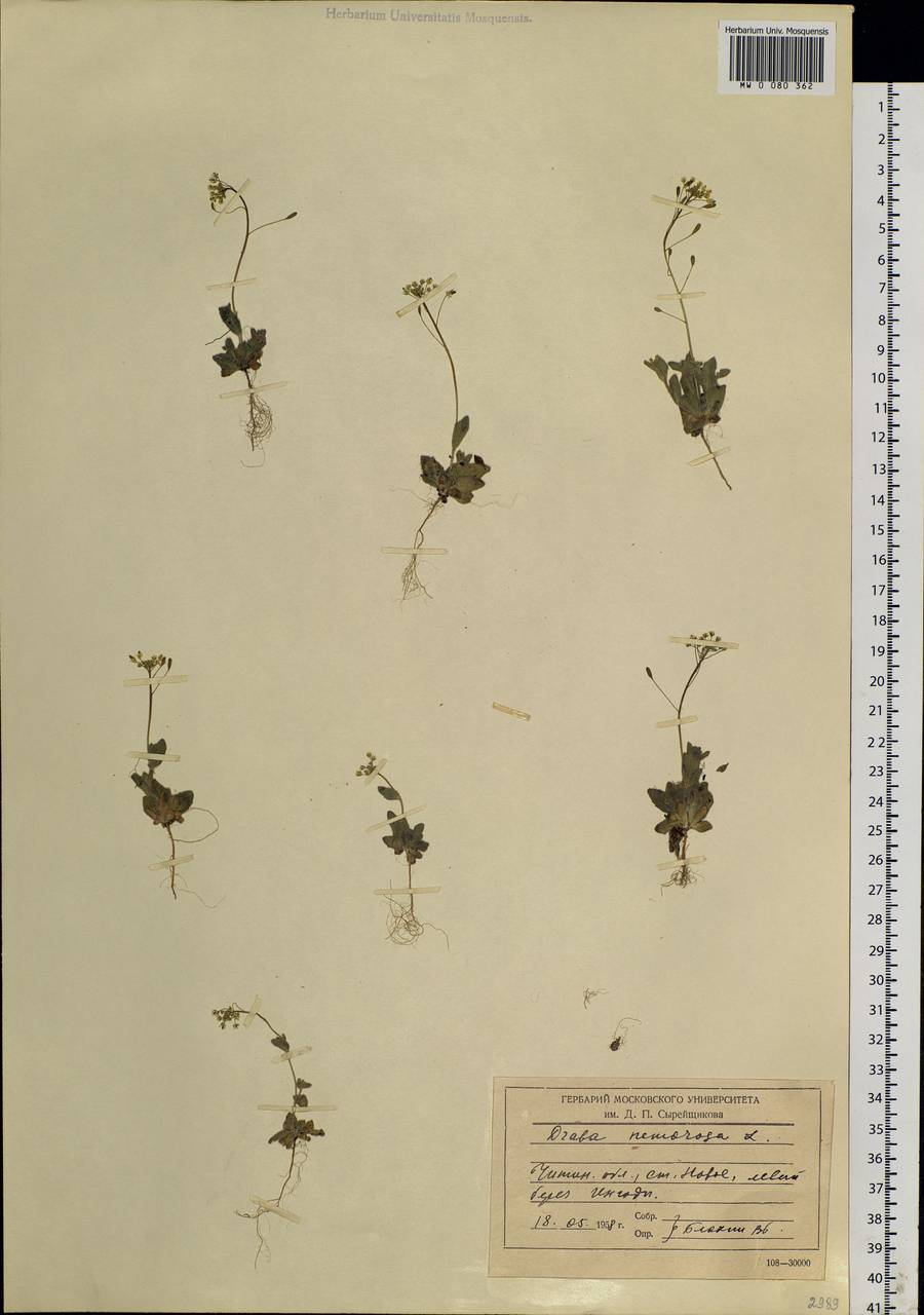 Draba nemorosa L., Siberia, Baikal & Transbaikal region (S4) (Russia)