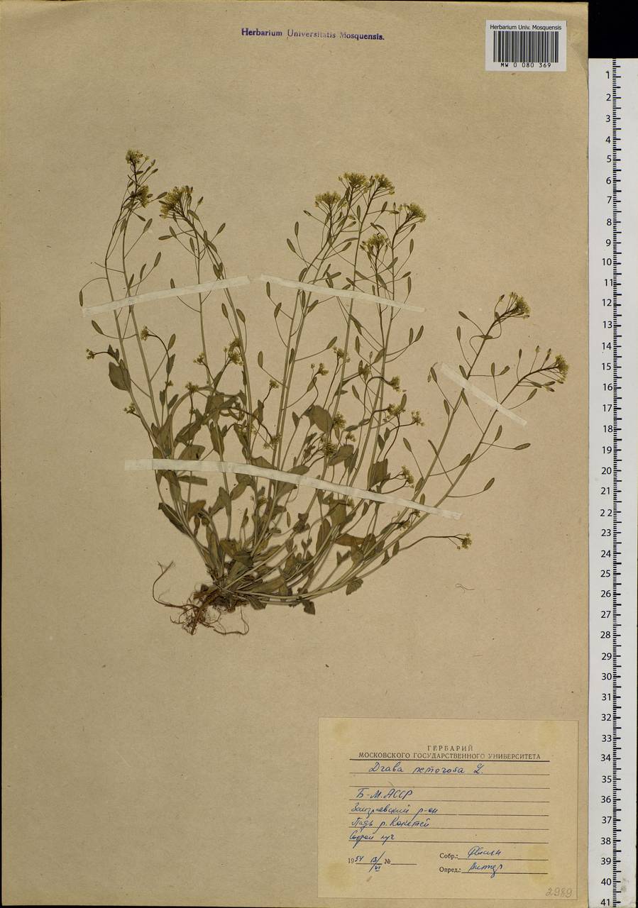 Draba nemorosa L., Siberia, Baikal & Transbaikal region (S4) (Russia)