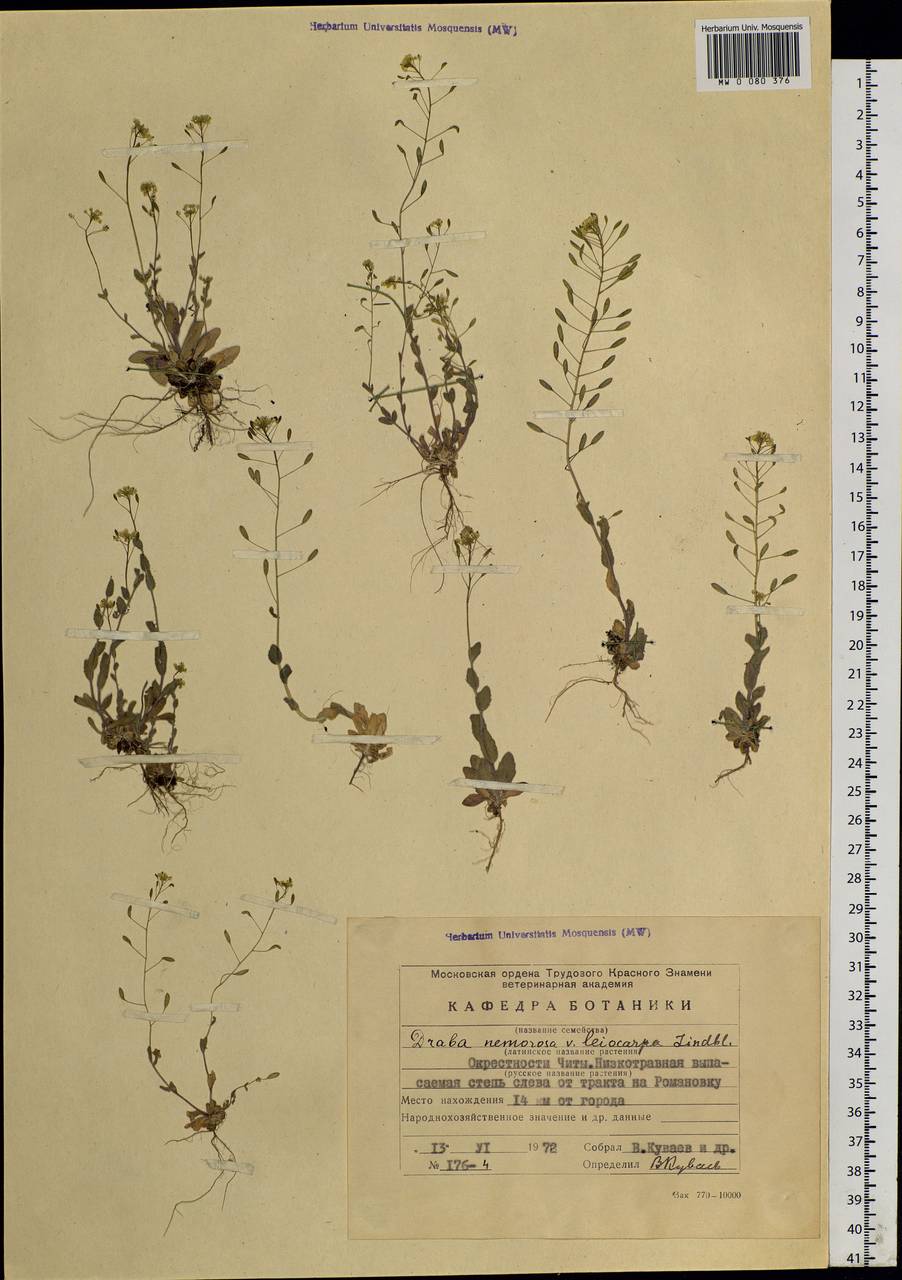 Draba nemorosa L., Siberia, Baikal & Transbaikal region (S4) (Russia)