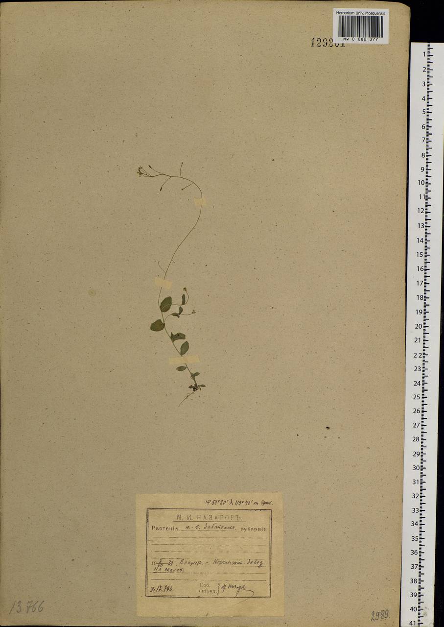 Draba nemorosa L., Siberia, Baikal & Transbaikal region (S4) (Russia)