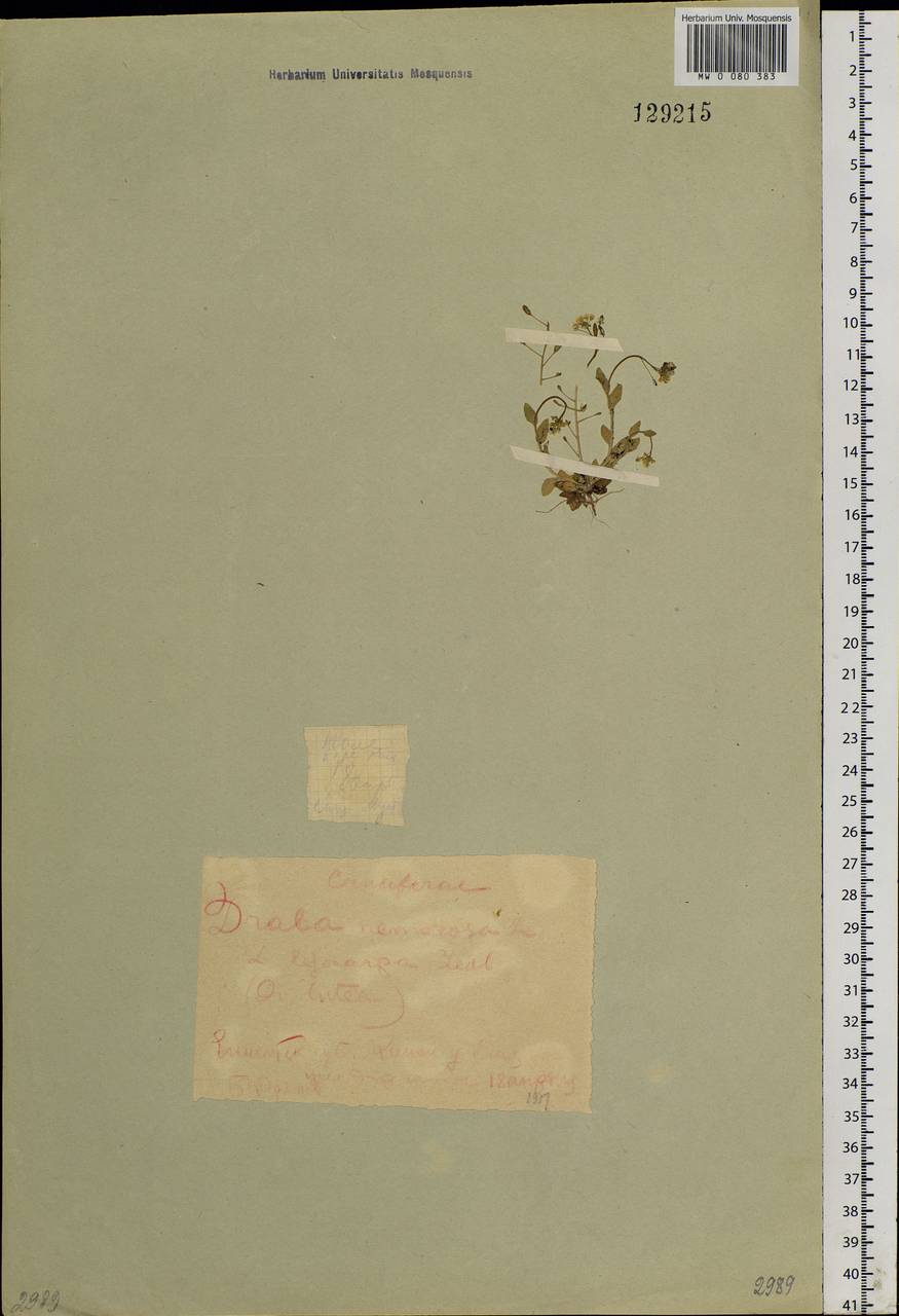 Draba nemorosa L., Siberia, Central Siberia (S3) (Russia)