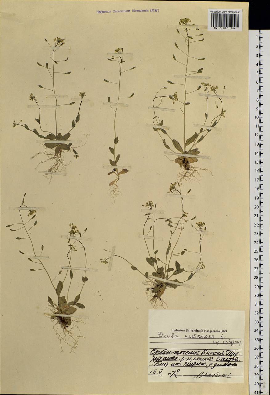 Draba nemorosa L., Siberia, Central Siberia (S3) (Russia)
