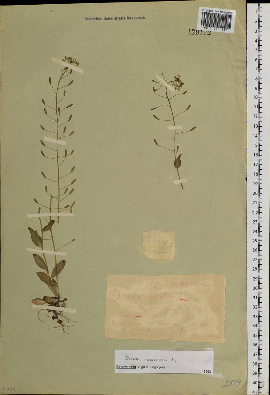 Draba nemorosa L., Siberia, Central Siberia (S3) (Russia)